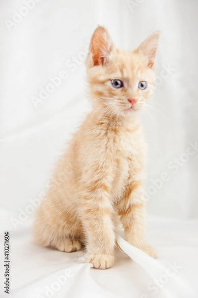 Obraz Red kitten on a white background sits.Pet and man's friend
