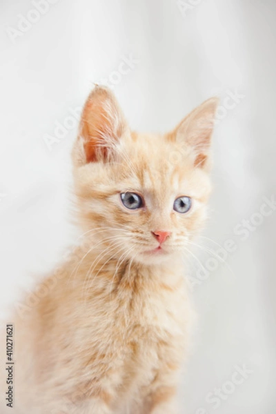 Obraz Red kitten on a white background sits.Pet and man's friend
