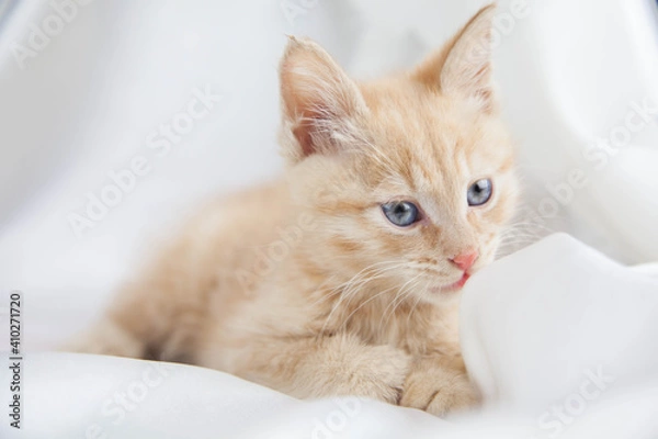 Obraz Red kitten on a white background sits.Pet and man's friend
