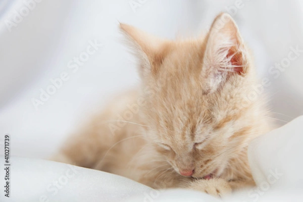 Obraz Red kitten on a white background sits.Pet and man's friend
