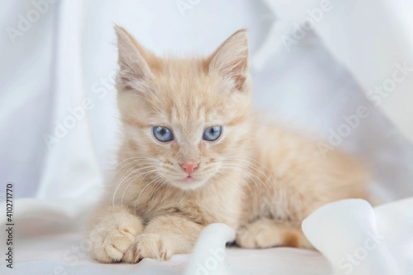 Obraz Red kitten on a white background sits.Pet and man's friend
