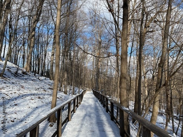 Obraz path in winter forest