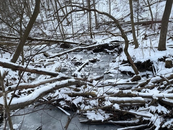 Obraz snow covered trees