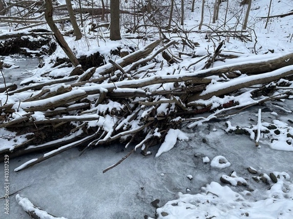 Obraz snow covered tree