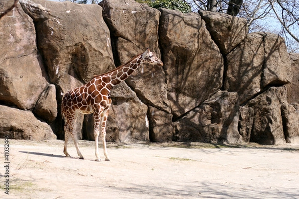 Obraz Giraffe