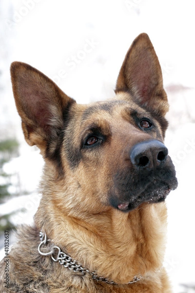 Obraz german shepherd dog