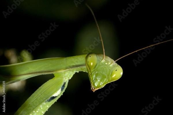 Fototapeta mantide religiosa