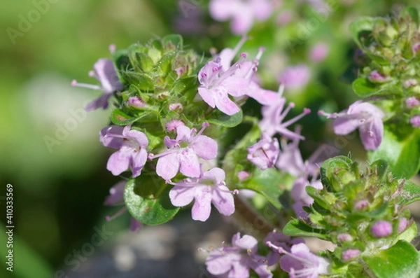 Fototapeta Creeping thyme (lat. Thymus serpyllum) close-up