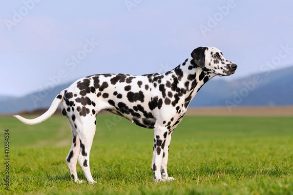 Obraz dalmatian dog standing