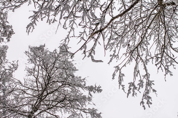 Obraz Spruce branches with snow. Winter forest, pine.