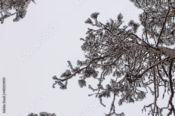 Obraz Spruce branches with snow. Winter forest, pine.