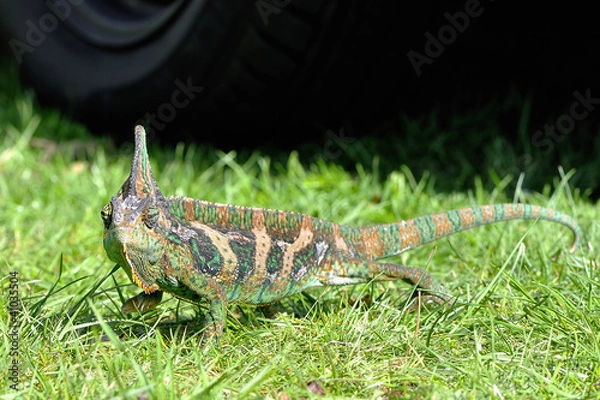 Obraz Jemen Chamelion