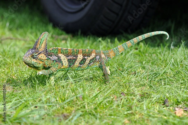 Obraz Jemen Chamelion