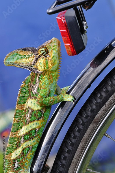 Obraz Jemen Chamelion