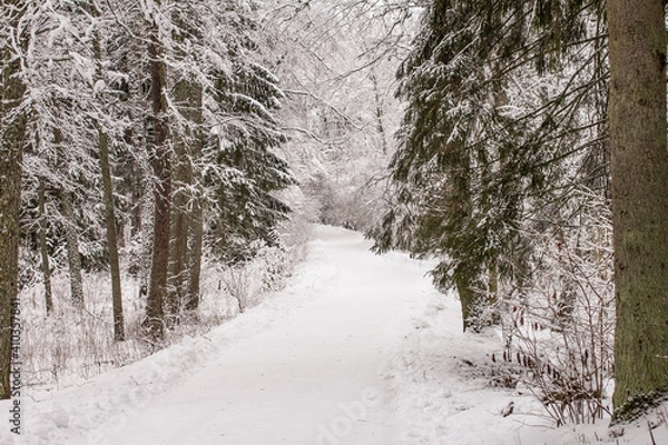 Obraz Photo of the winter forest.