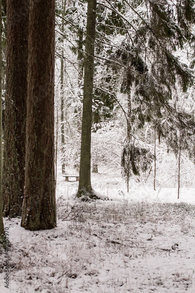 Obraz Photo of the winter forest.