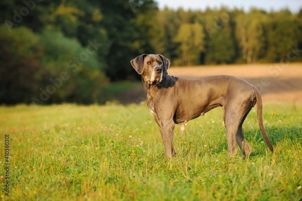 Obraz Great Dane blue 12 Years old