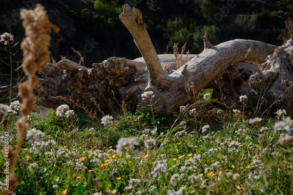 Obraz Old rotten tree trunks fallen in the forest