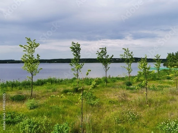 Fototapeta trees on the beach