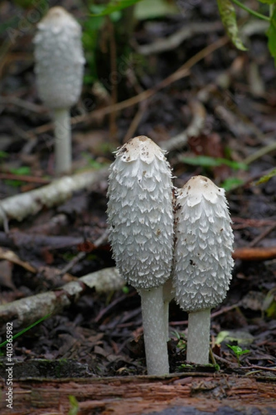 Fototapeta Coprinus comatus, the shaggy ink cap, lawyer's wig, or shaggy mane, wild mushroom from Finland
