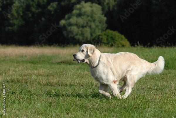 Obraz golden retriver