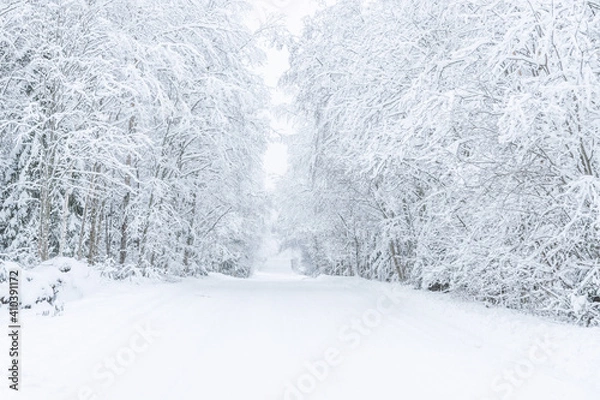 Obraz The road in the forest. Winter