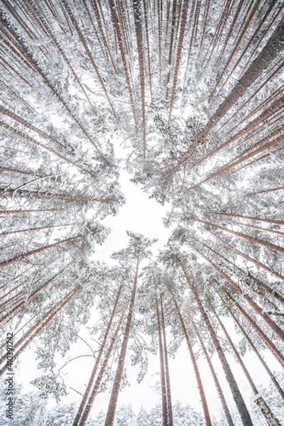Obraz fir forest in the snow. winter
