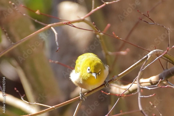 Obraz 冬のもみじとメジロ