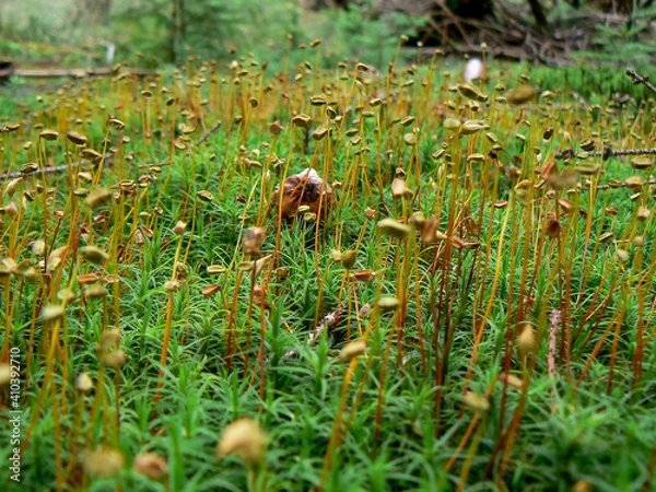 Obraz Forest moss detail close-up bloom seed