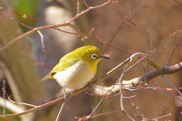Obraz 冬のもみじとメジロ