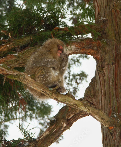 Fototapeta 地獄谷野猿公苑 木の枝で休むニホンザル