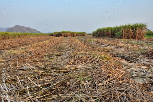 Obraz Sugarcane fields being cut for processing plants have a sky background.