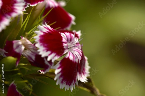 Obraz Czerwony kwiatek