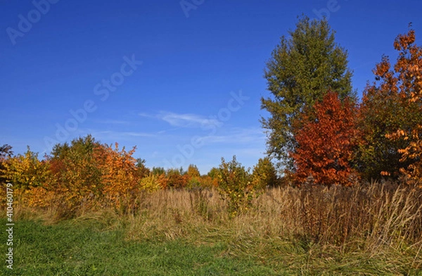 Obraz Jesienne liście