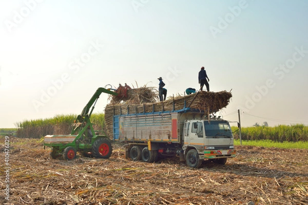 Obraz The tractor was lifting sugar cane onto the truck with blue sky background