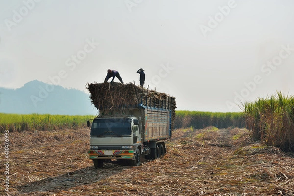 Obraz Workers are sorting trees on trucks to deliver the plant with blue sky background