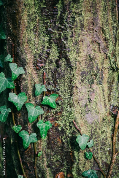 Obraz Ivy growing on a tree
