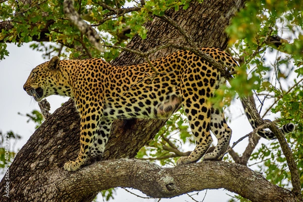 Fototapeta A leopard hiding on a tree in Kruger NP in South Africa.