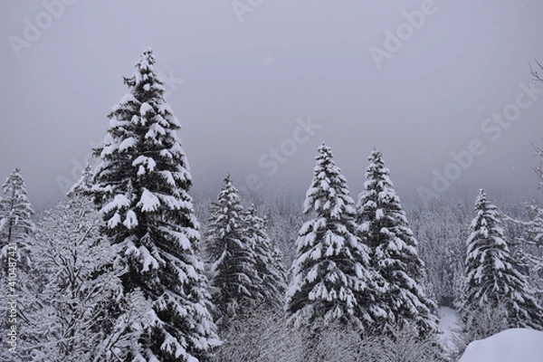 Obraz snow covered trees