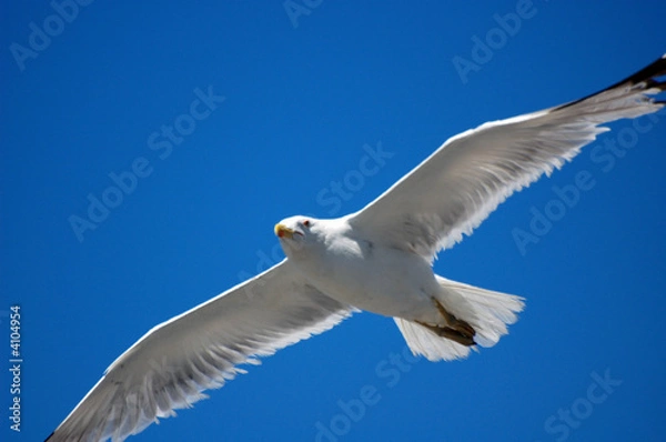 Fototapeta FLYING SEAGULL