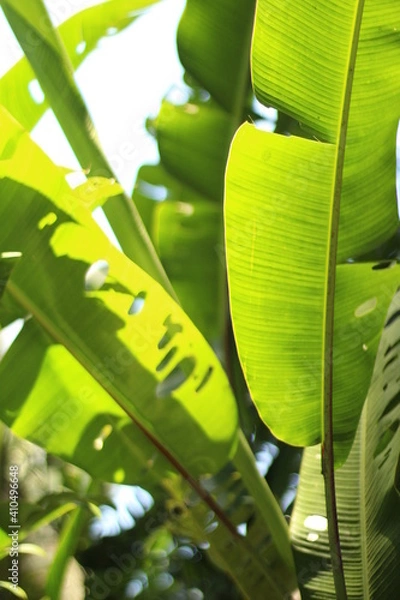 Obraz banana tree leaves