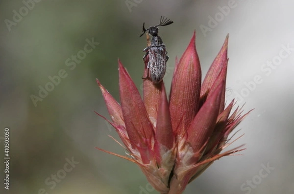 Fototapeta bettle antenna