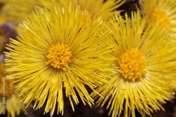 Fototapeta yellow flower