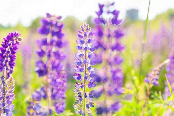 Fototapeta Beautiful blooming lupine flowers in spring time. Field of lupines plants background. Violet wild spring and summer flowers. Gentle warm soft colors selective focus, blurred background
