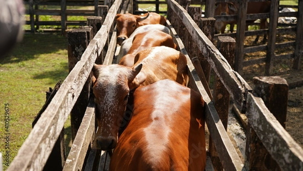 Obraz Ganado en establo