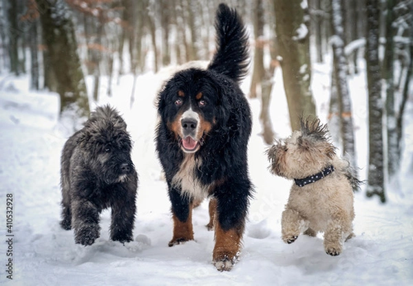 Obraz Bouvier des Flandres, berneński pies pasterski i lhasa apso biegną po śniegu 
