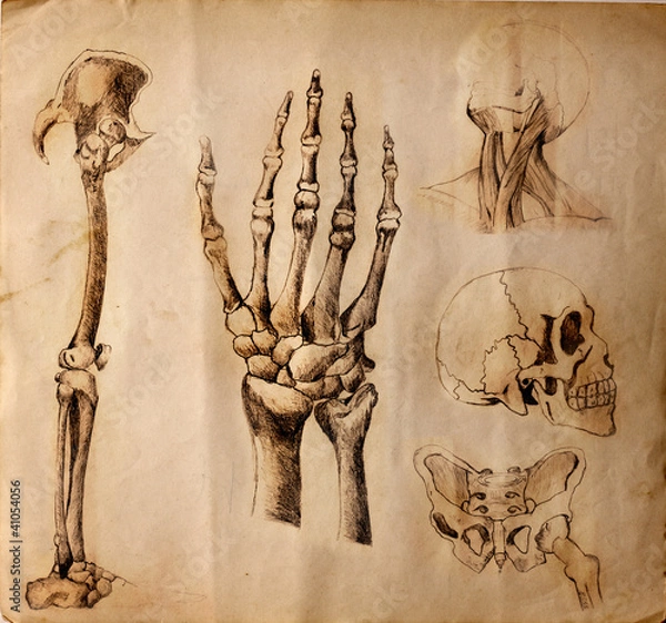 Obraz Vecchi disegni di anatomia ( parti del corpo )