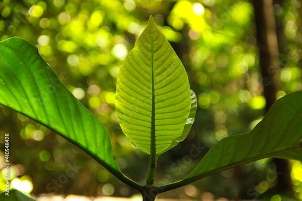 Fototapeta Folhas na Mata