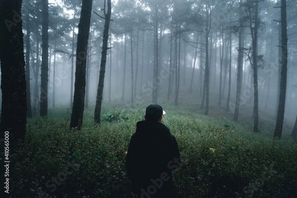 Fototapeta Misty forest,Fog and pine forest in the winter tropical forest,Fog and pine