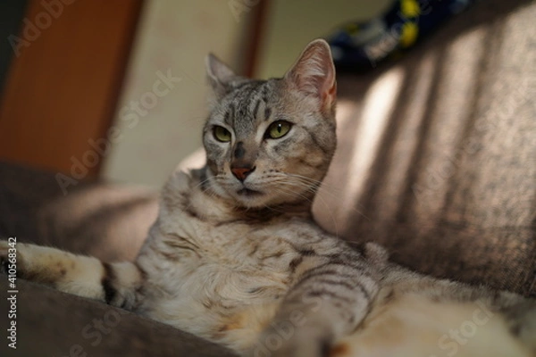 Fototapeta 毛づくろいするエジプシャンマウ